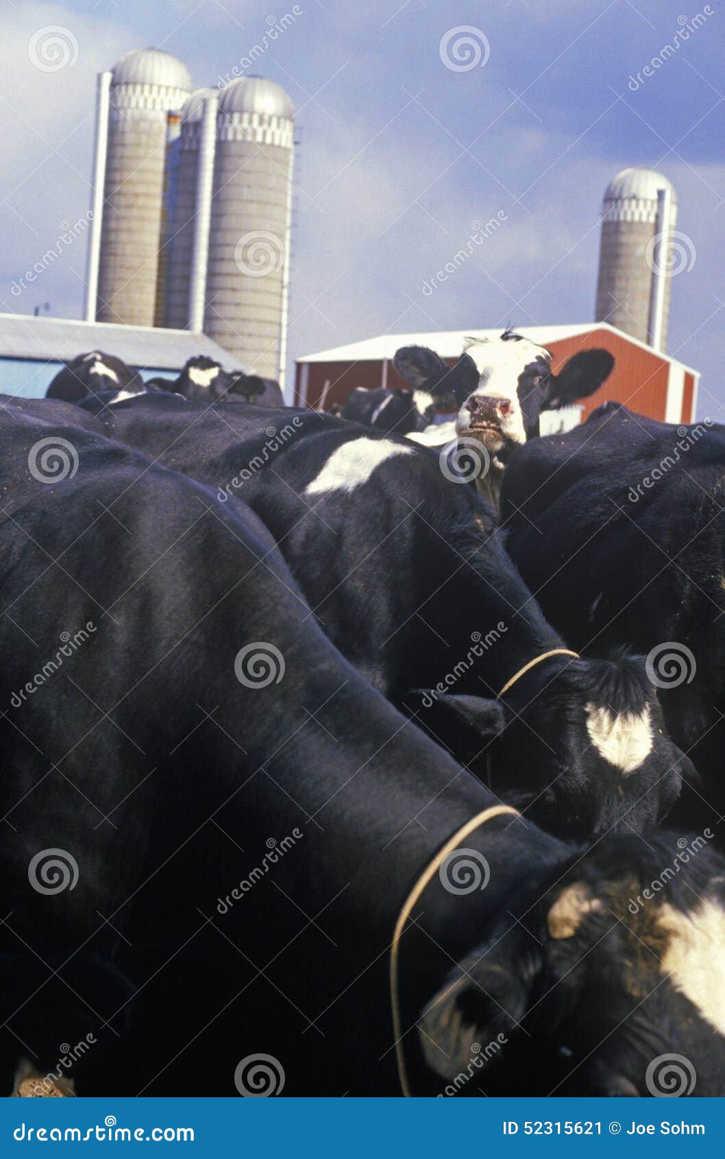 dairy farm, il