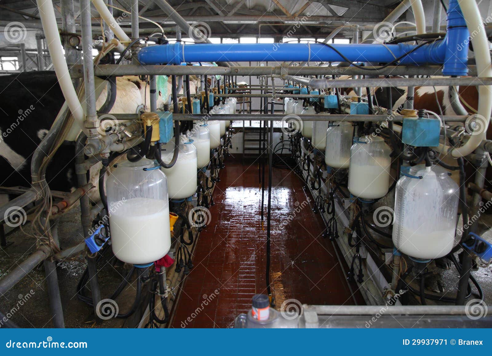 Dairy farm stock image. Image of agriculture, mammal 29937971