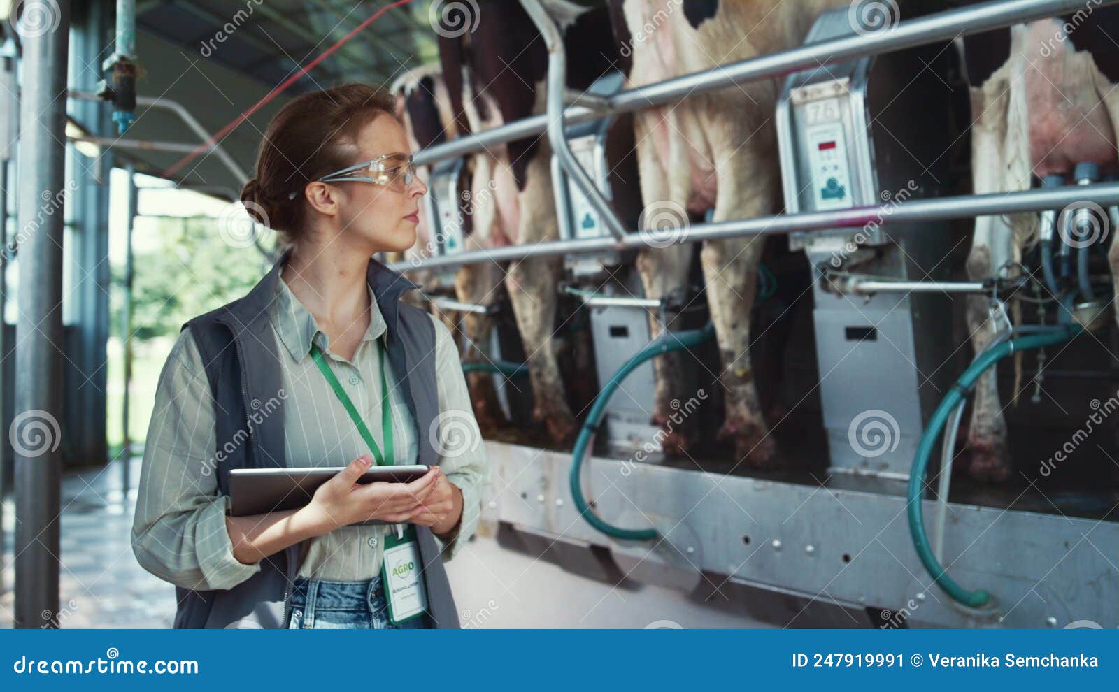Dairy Farm Worker Control Automatic Milking Process at Modern Farm