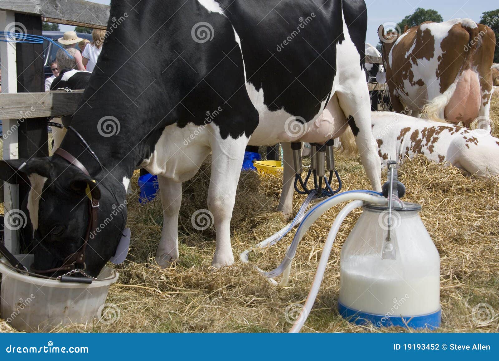 dairy farming - milking a cow