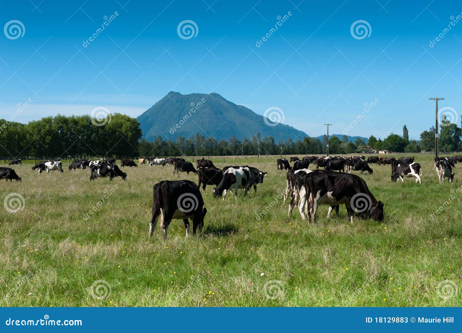 Dairy Farming In New Zealand Stock Photos Image 18129883