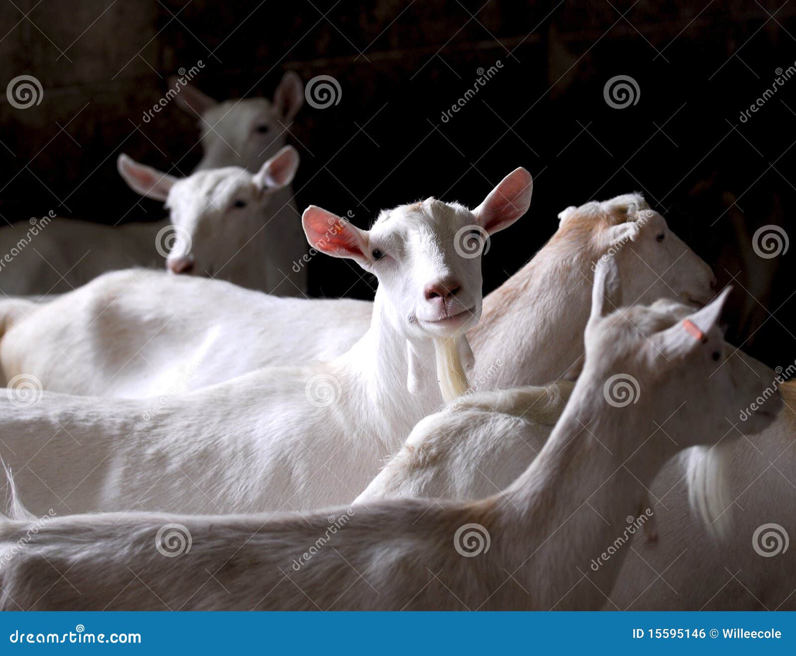 Dairy goat herd stock photo. Image of farming, countryside 15595146