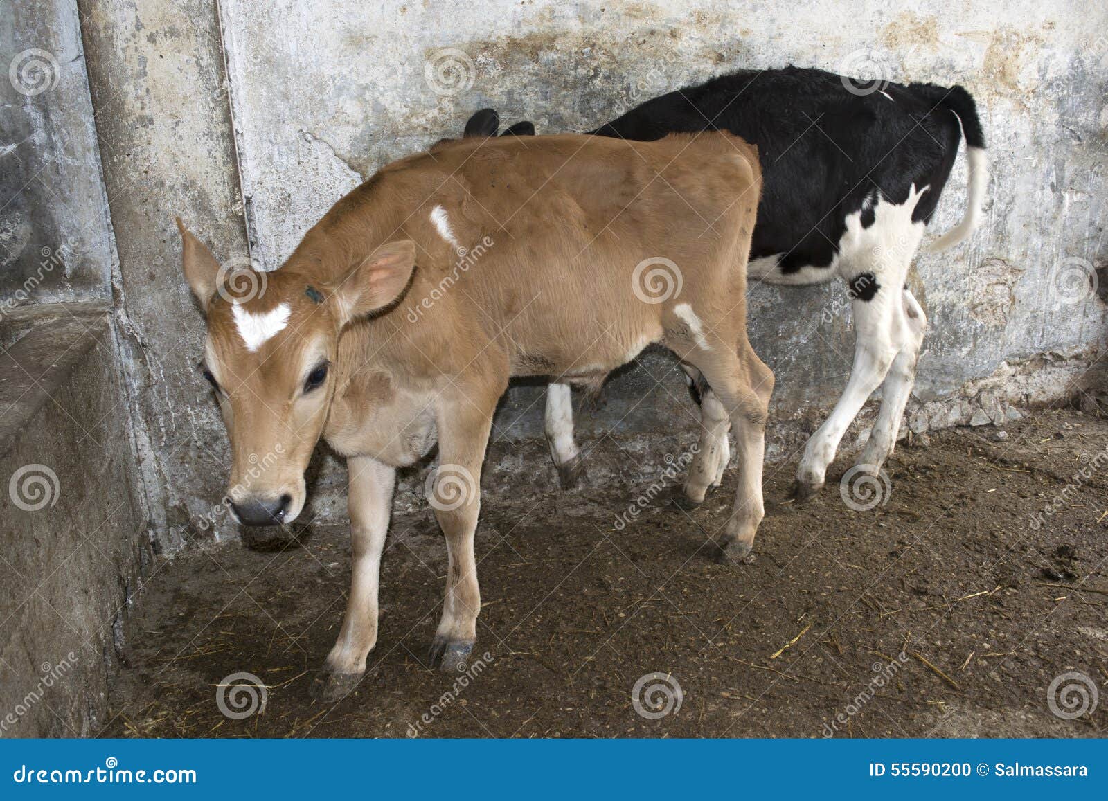 Dairy veal stock photo. Image of suckling, nursing, baby 55590200