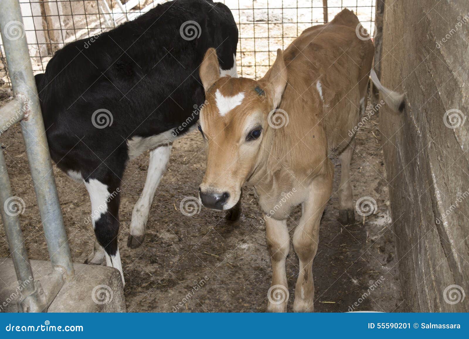Dairy veal stock image. Image of animal, pasture, field 55590201