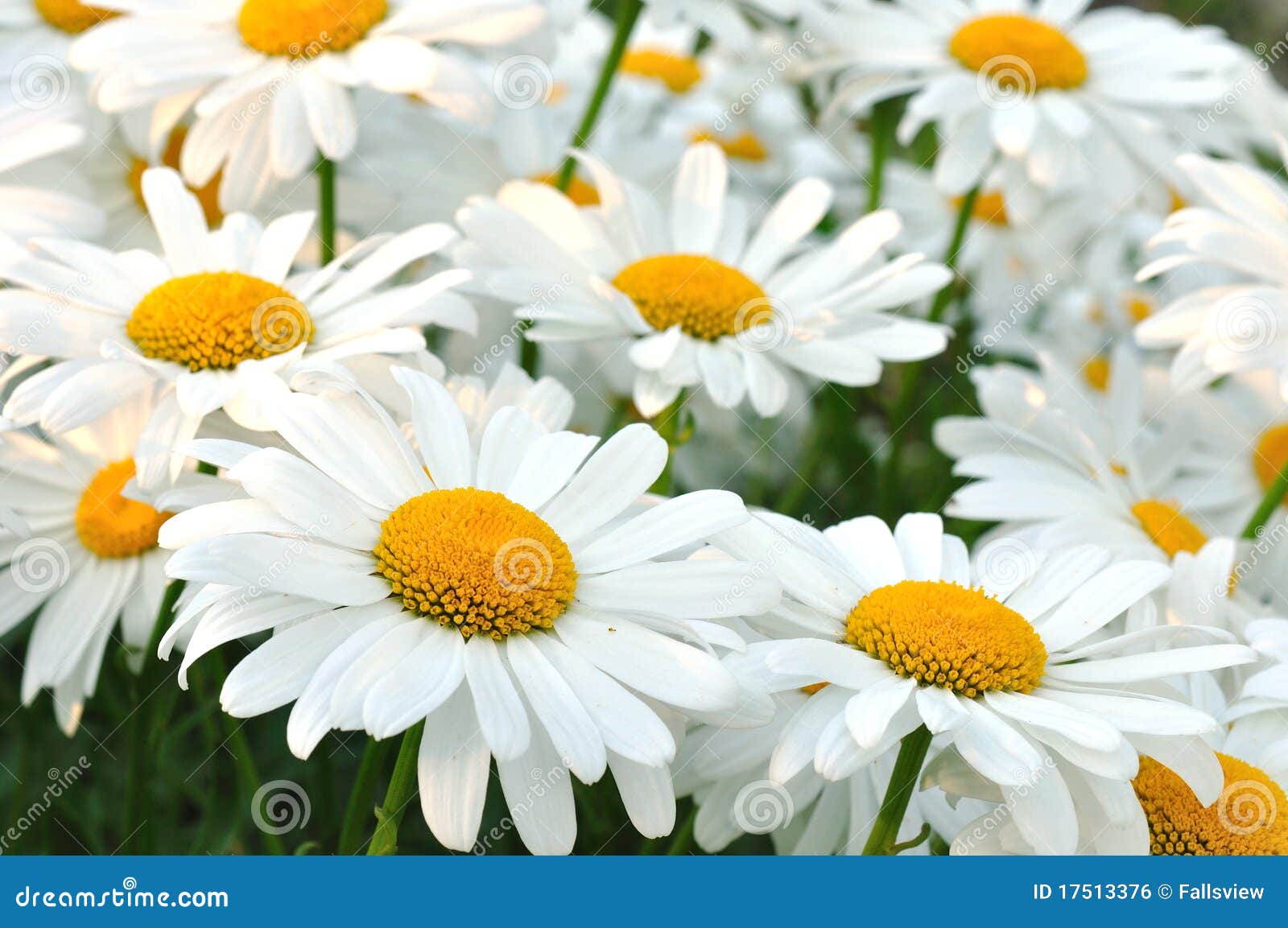 Red Painted Daisies Flowers, Latin Name Tanacetum Coccineum Or