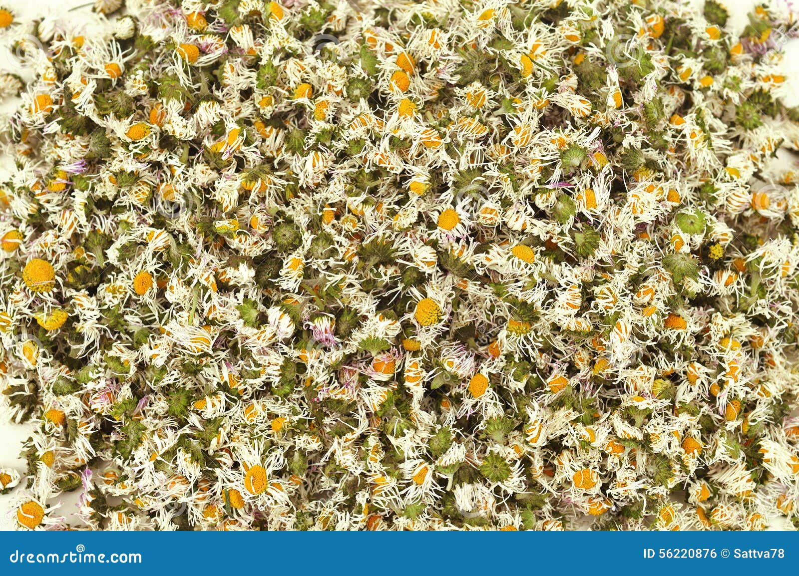 Daisies stock photo. Image of pink, wild, dried, plant 56220876