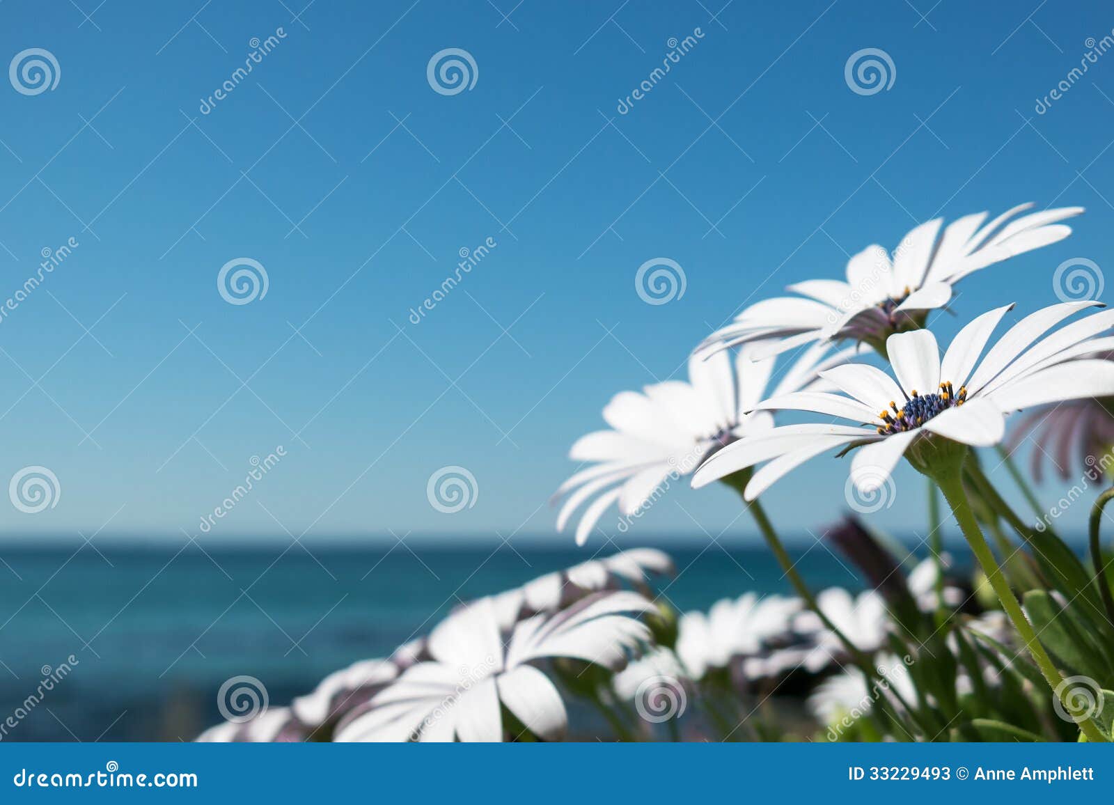 daisies by the beach
