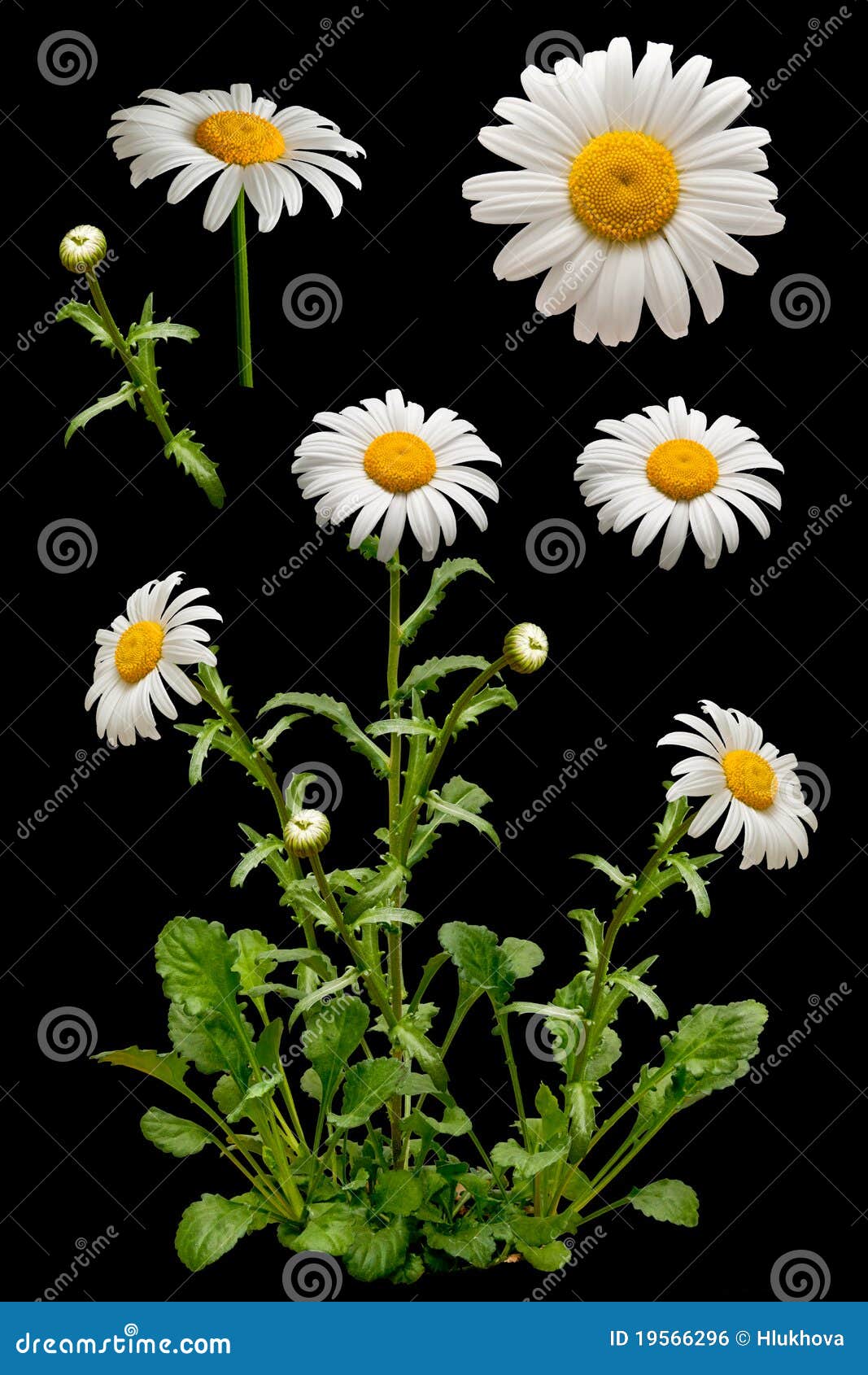 Daisies on the Black Background Stock Photo Image of nature, field