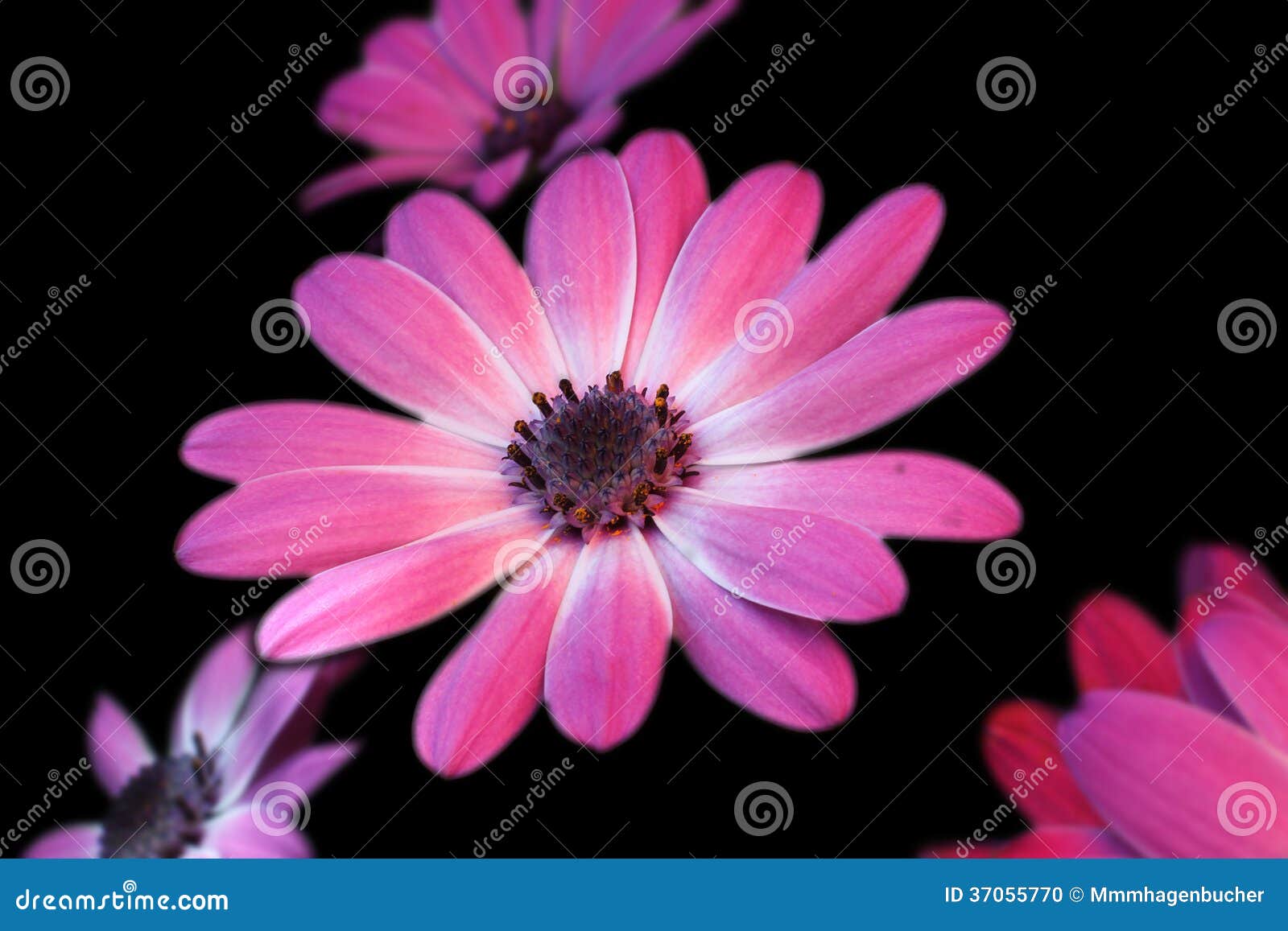 Daisies on black stock photo. Image of flowers, flower 37055770