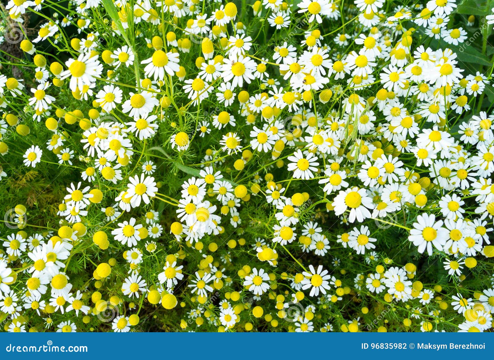 Daisies Bloom in the Garden Stock Photo Image of beauty, color 96835982