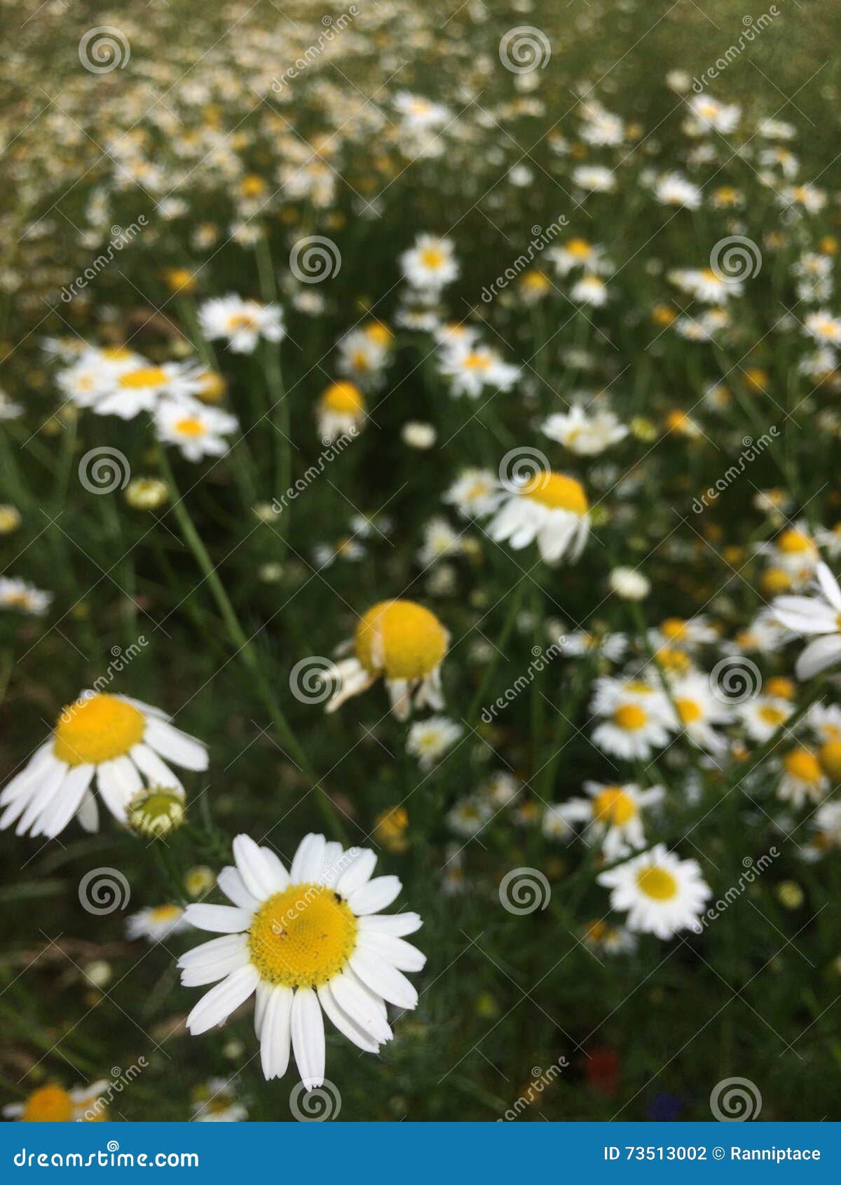 Daisies stock photo. Image of daisies, flora, season 73513002
