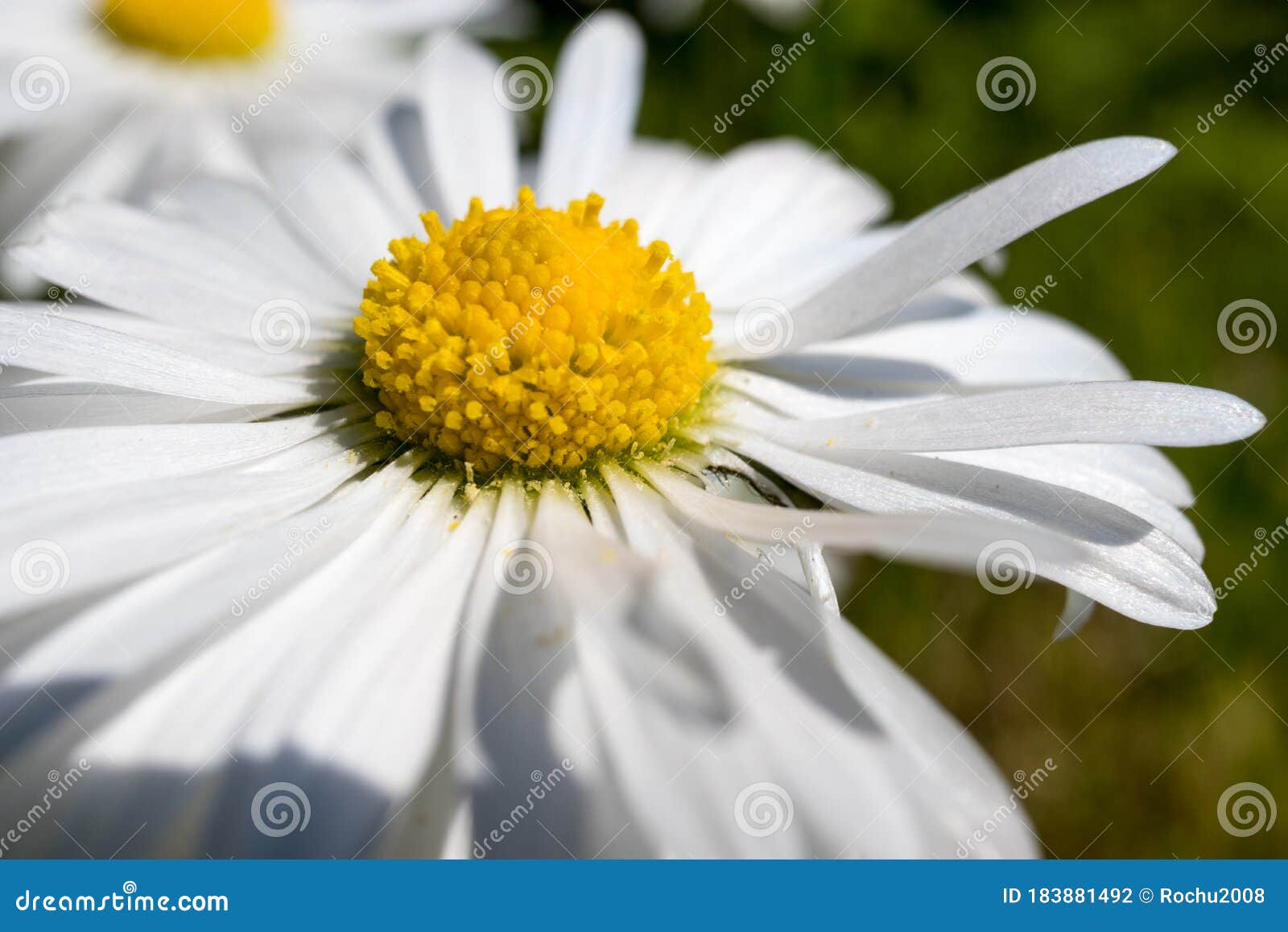 Daisies Blooming in the Spring in the Meadow Stock Photo - Image of ...