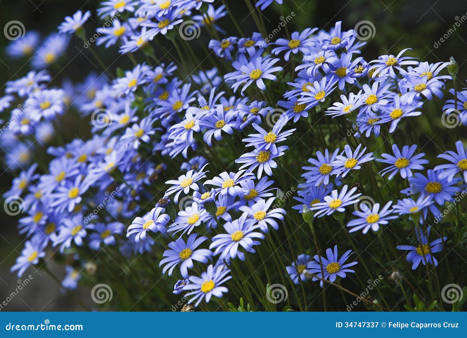 Daisies of Blue Color and Violet Stock Image Image of nature, purple