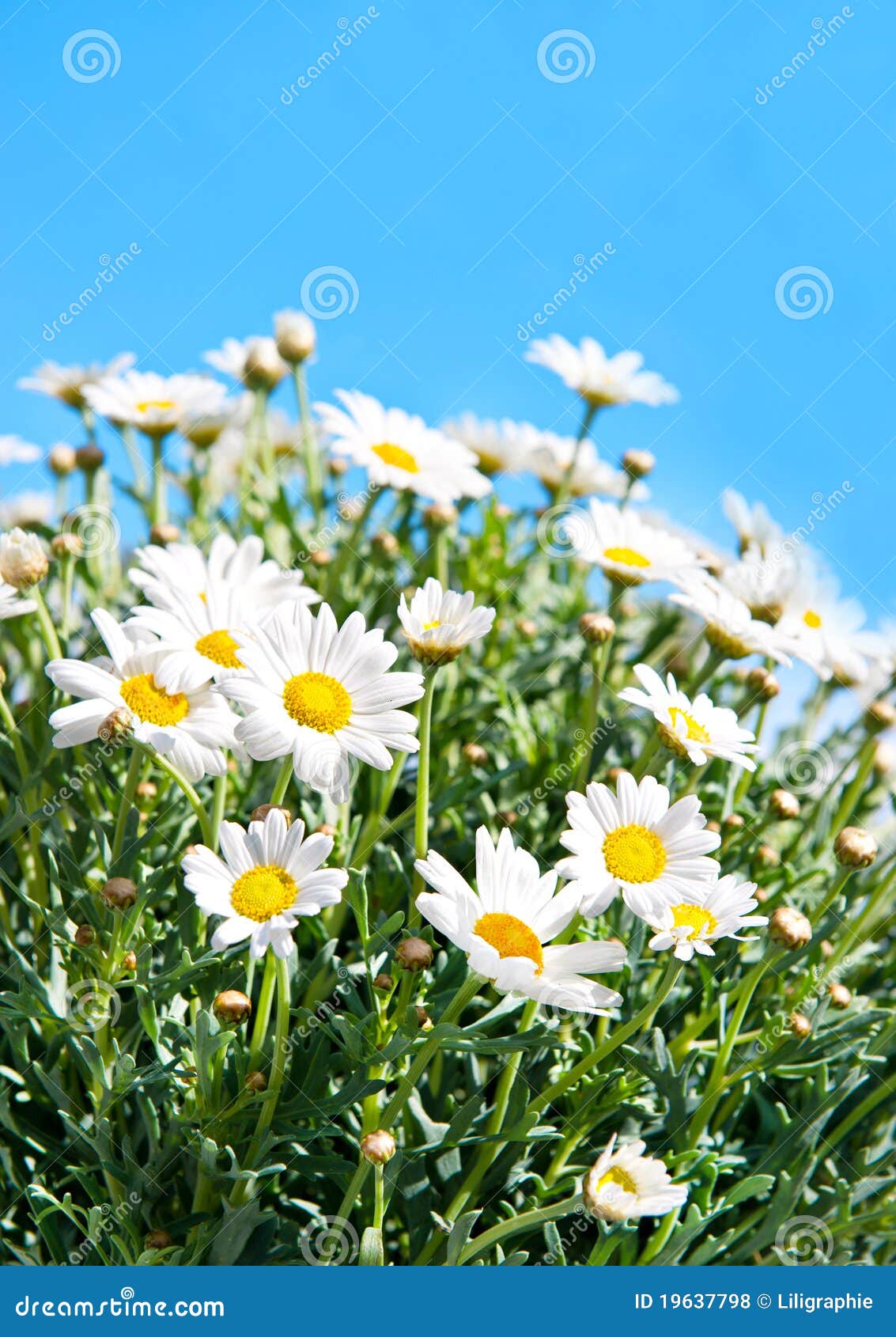 Daisies on Blue Sky Background Stock Photo Image of daisy, fresh
