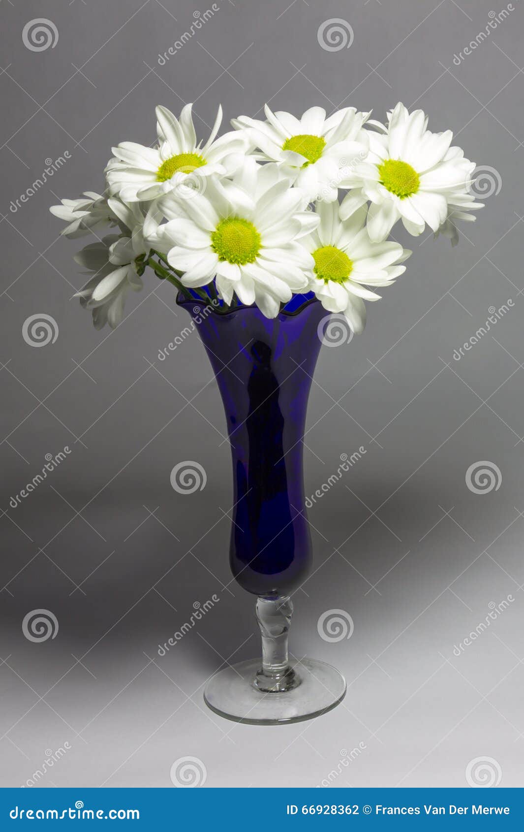 Daisies in a blue vase stock photo. Image of gerbera 66928362
