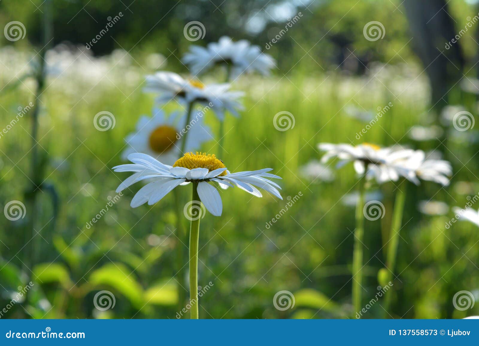 daisies on blurred background of summer garden. beautiful flowers with white petals and yellow cores