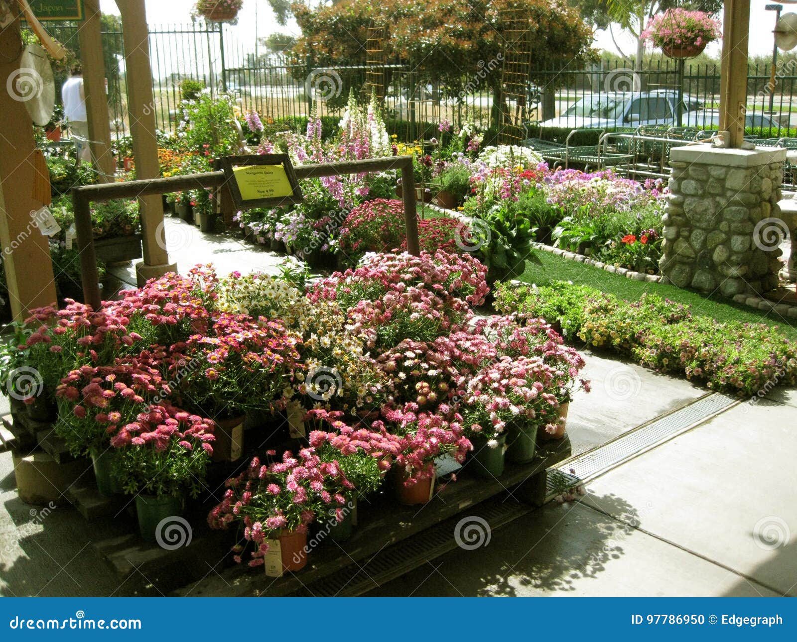 Daisies Botanical Garden Centers Claremont California Usa
