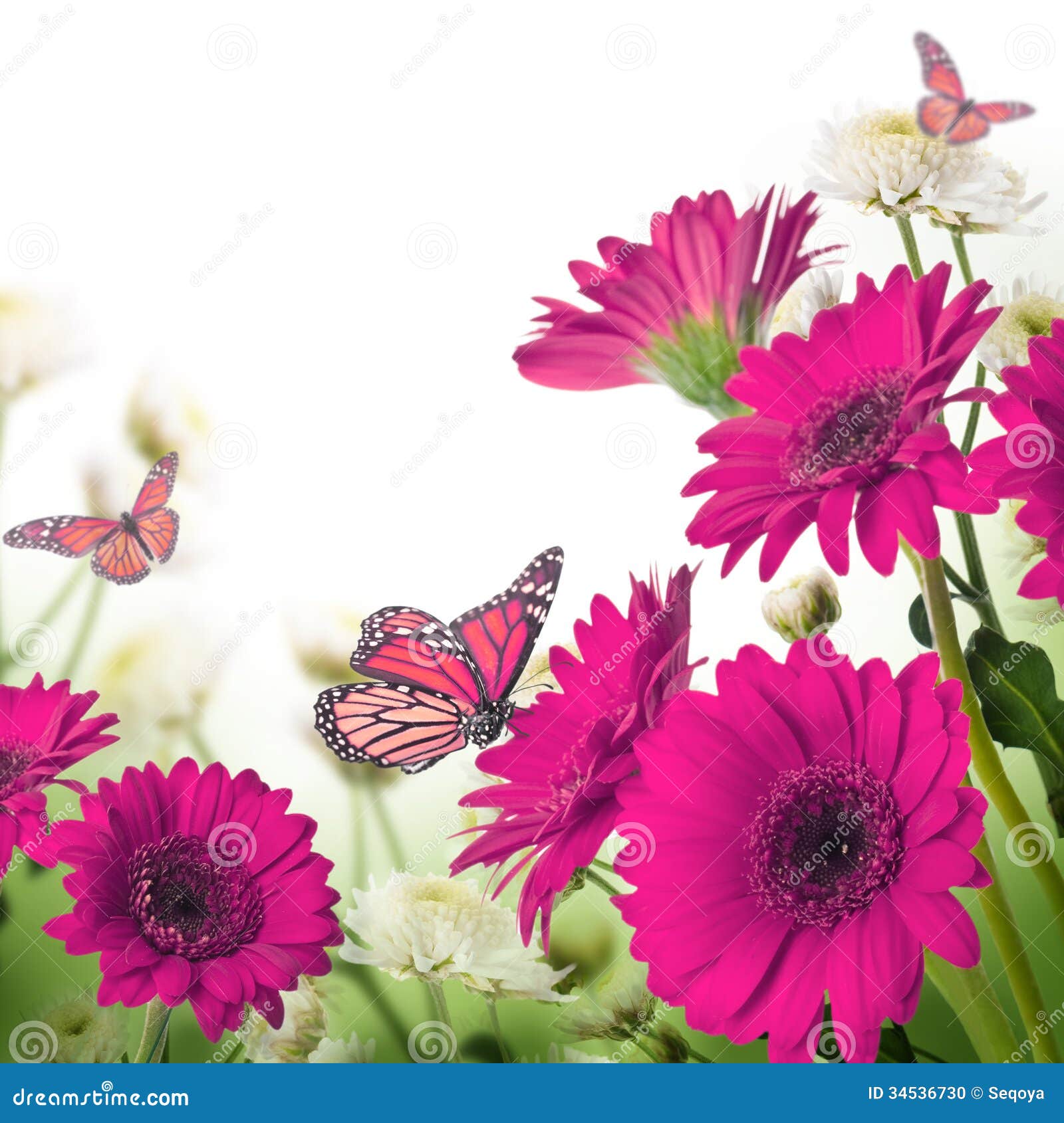 Daisies and Butterfly on a White Background Stock Photo Image of