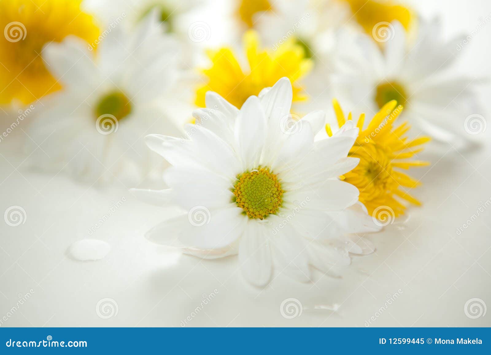 Daisies &amp; chrysanthemums. White daisies and yellow chrysanthemums - shallow DOF