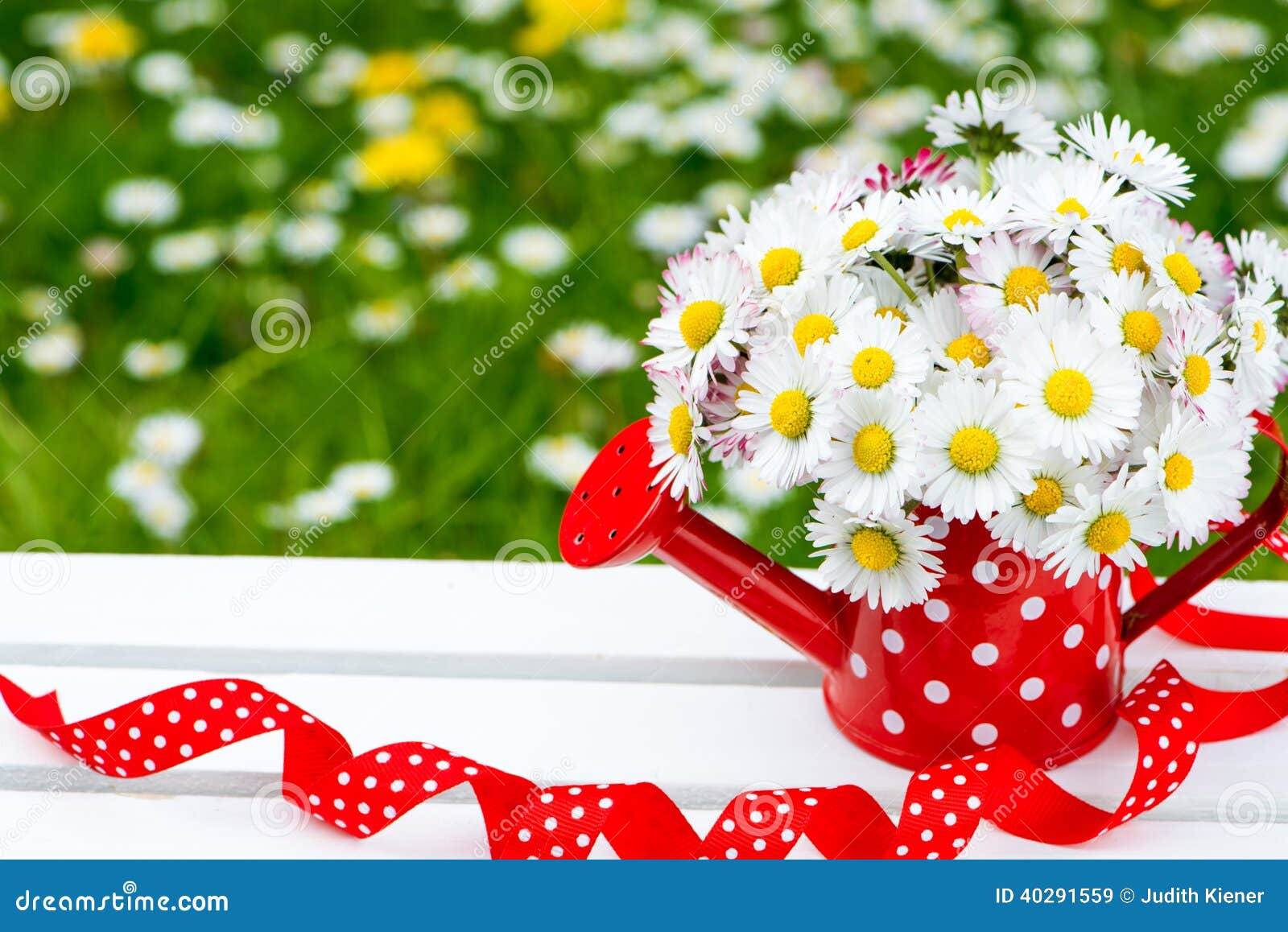 Daisies stock image. Image of dotted, green, bouquet - 40291559