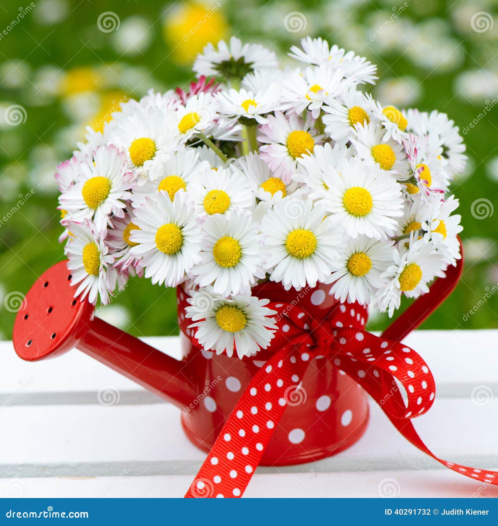 Daisies stock photo. Image of dotted, bouquet, watering 40291732