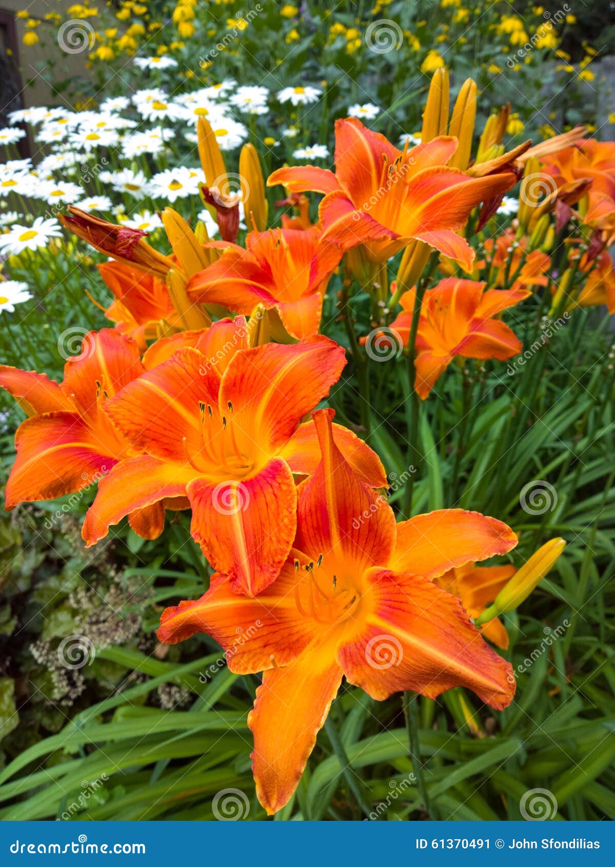 Daisies and Day Lilies stock image. Image of flower, green 61370491
