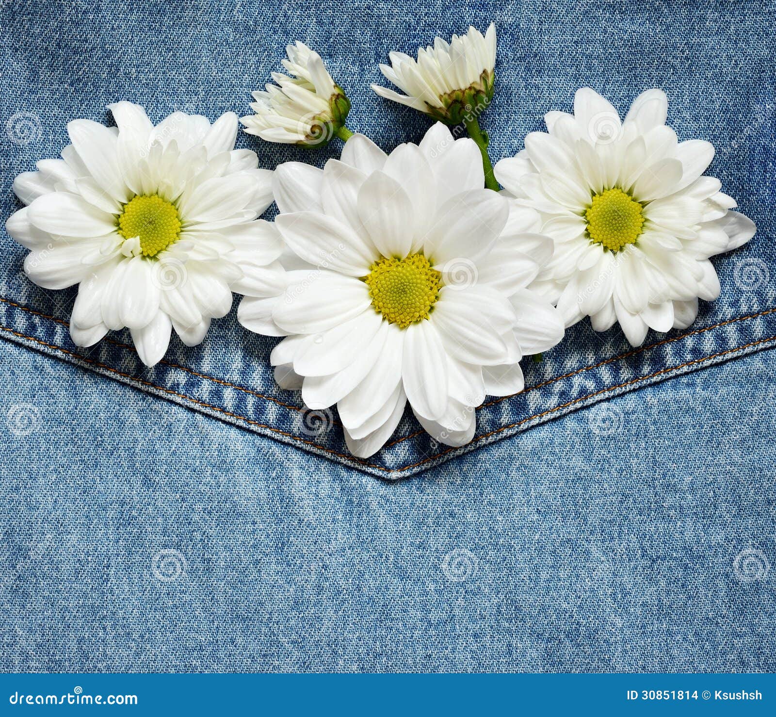 Daisies on denim fabric stock photo. Image of backgrounds 30851814