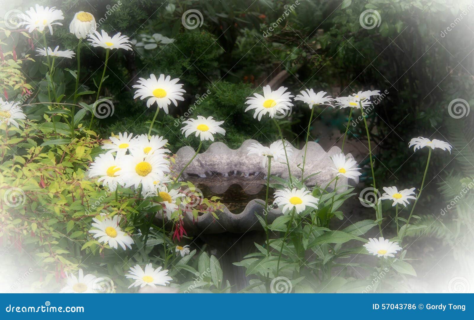 Daisies Dreams in Garden with Bird Bath Stock Photo - Image of ...