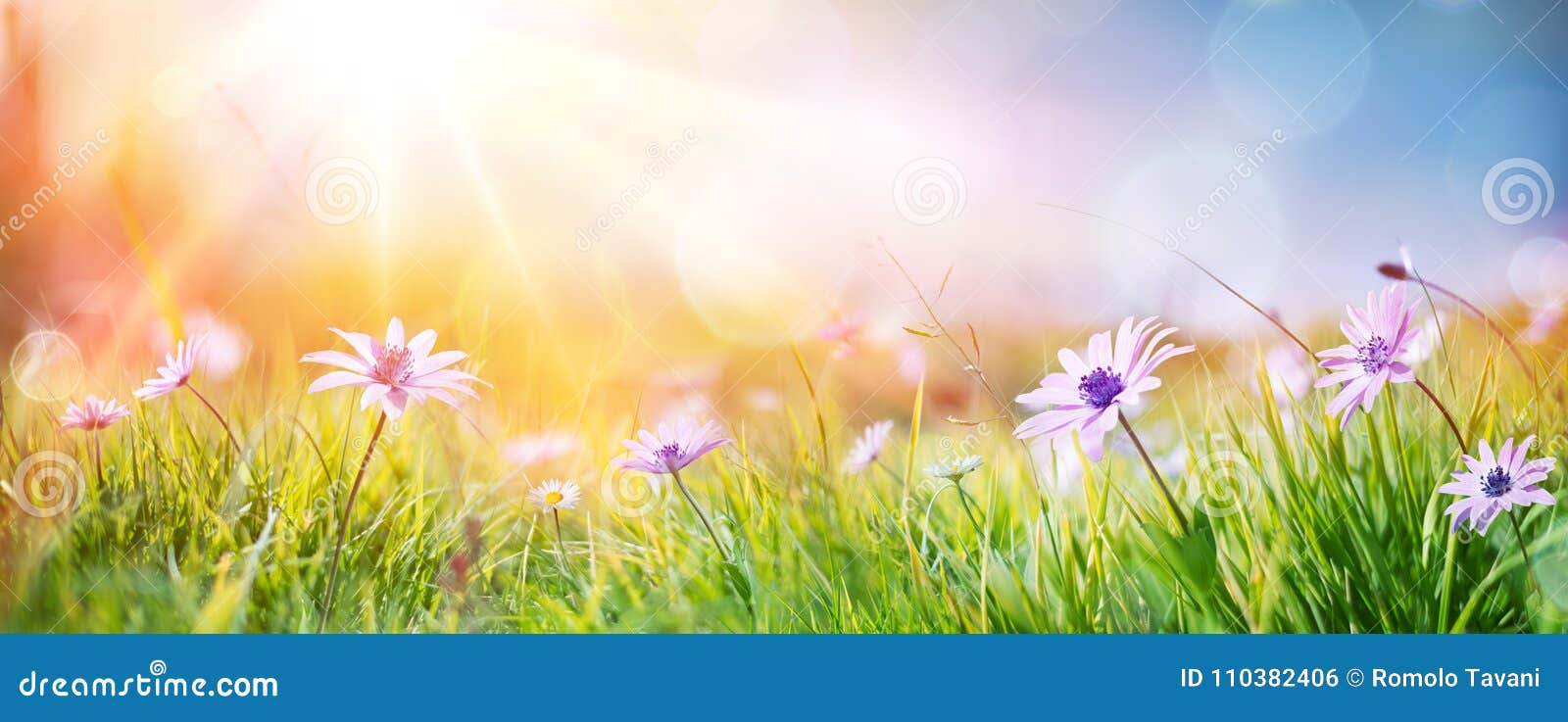 daisies on field - abstract spring landscape