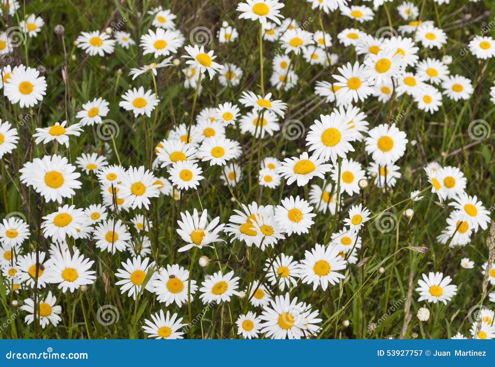 Daisies stock image. Image of flower, garden, green, landscapes 53927757