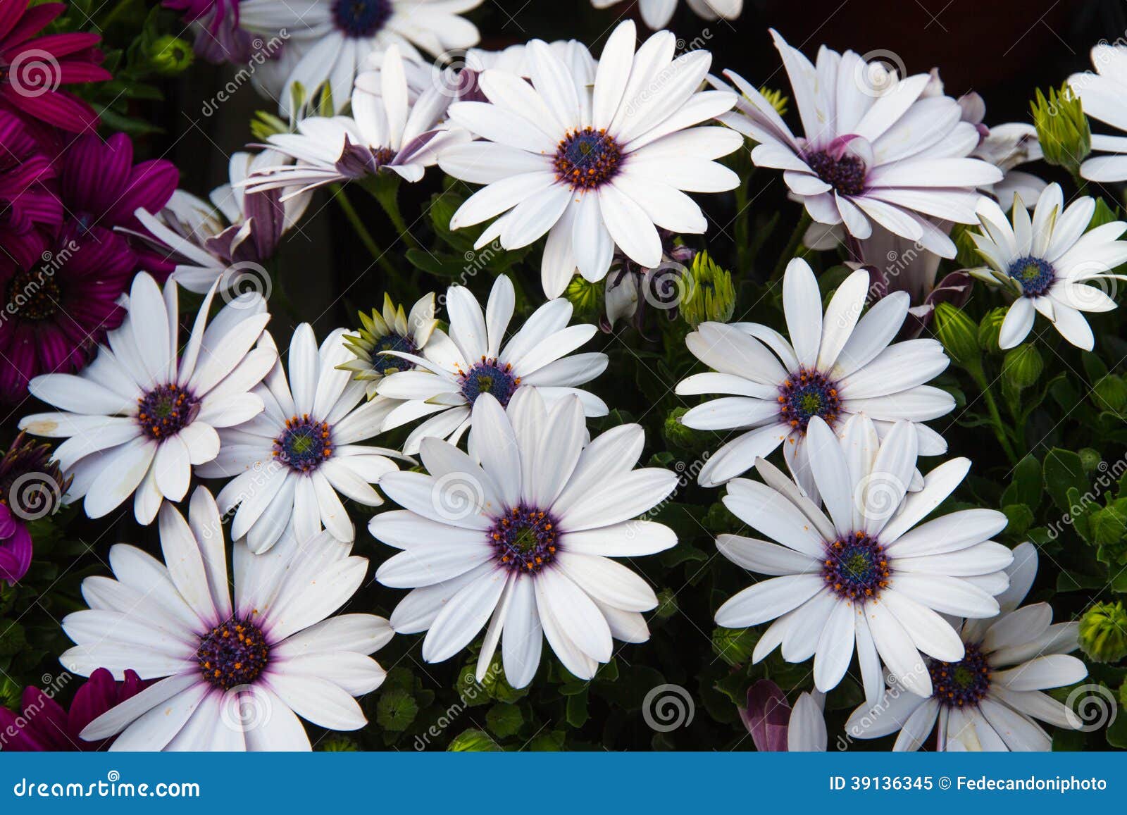 Daisies from the Florist for Sale Stock Image Image of flowers, white