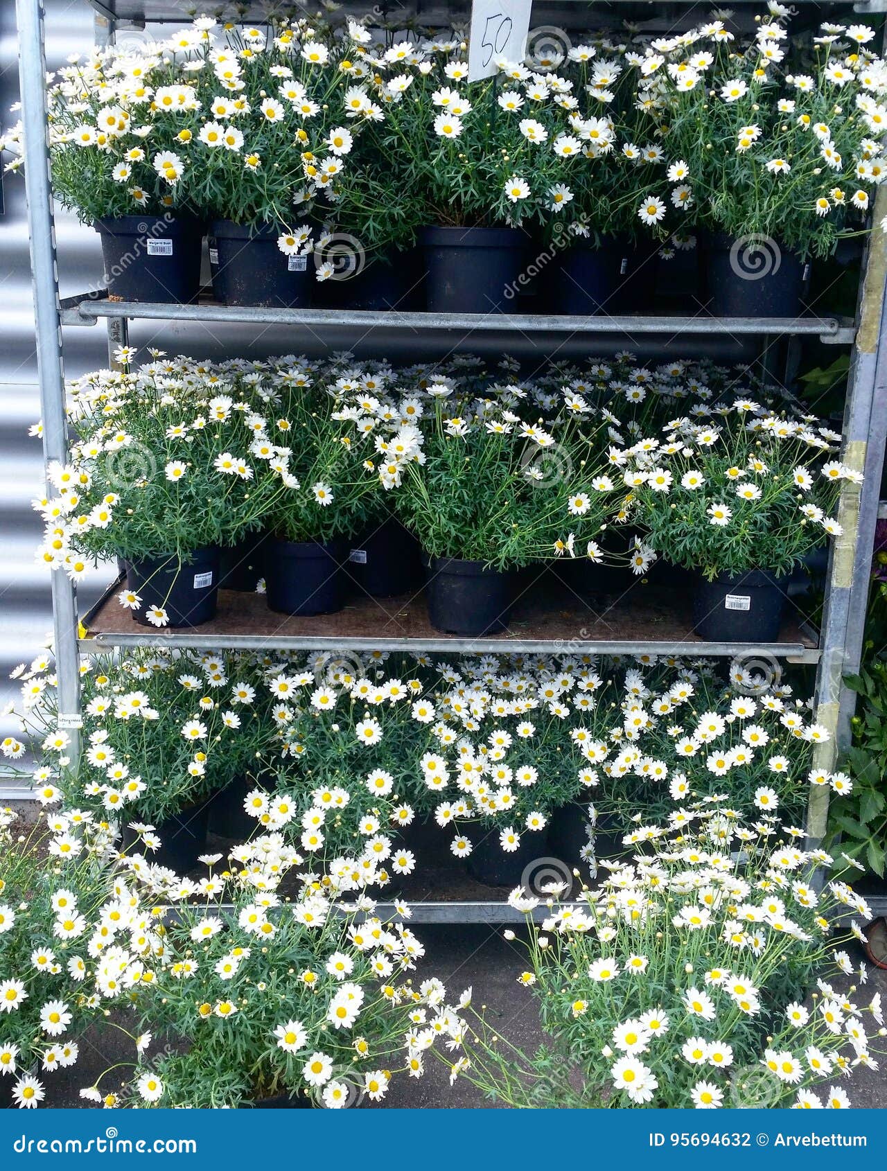 Daisies in flowerpots stock photo. Image of flower, nature 95694632