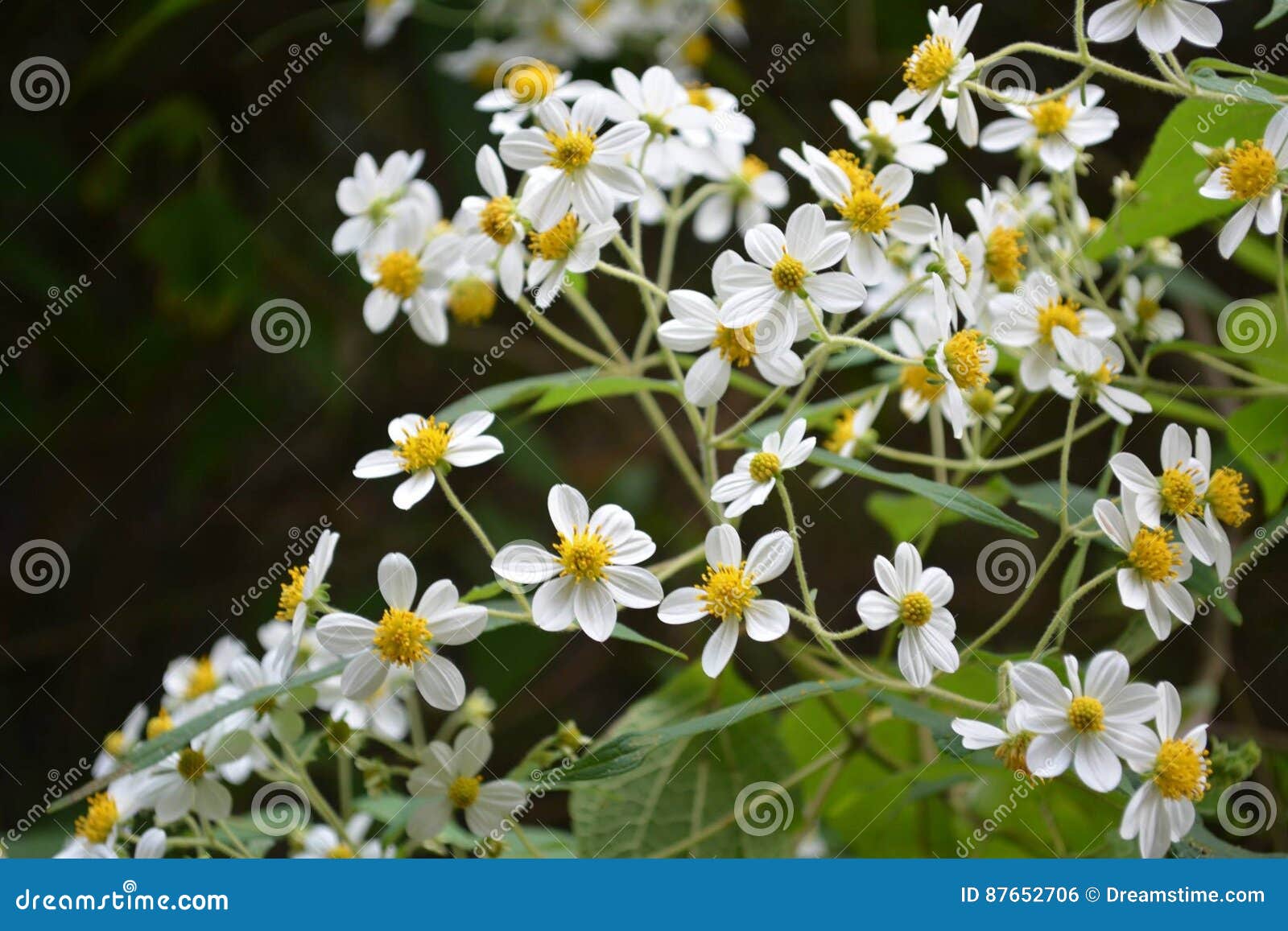 daisies of the forest