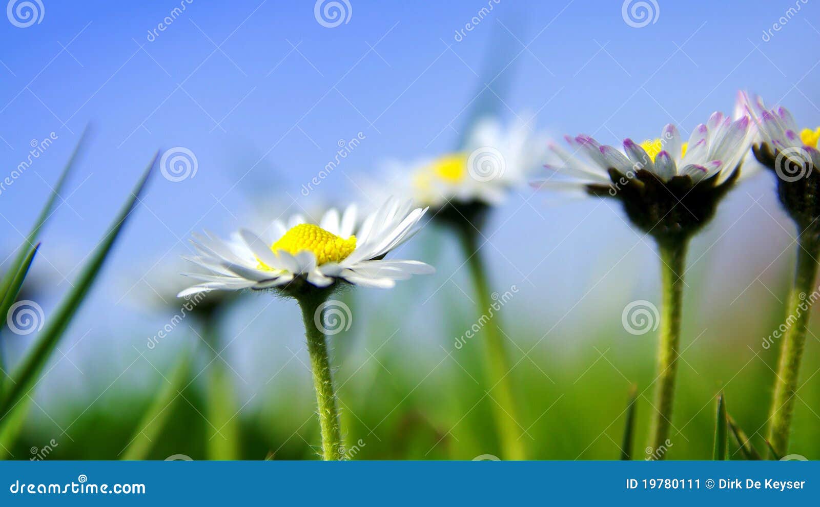 Daisies in the French Sun stock image. Image of flower 19780111