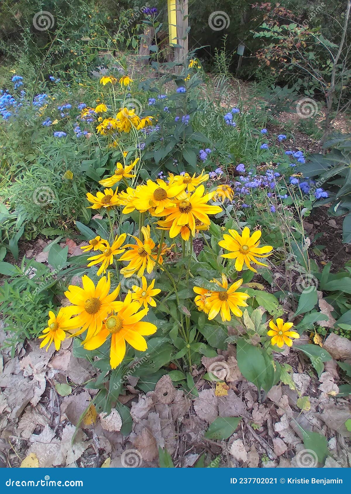 Daisies in the Garden stock image. Image of garden, woodland 237702021