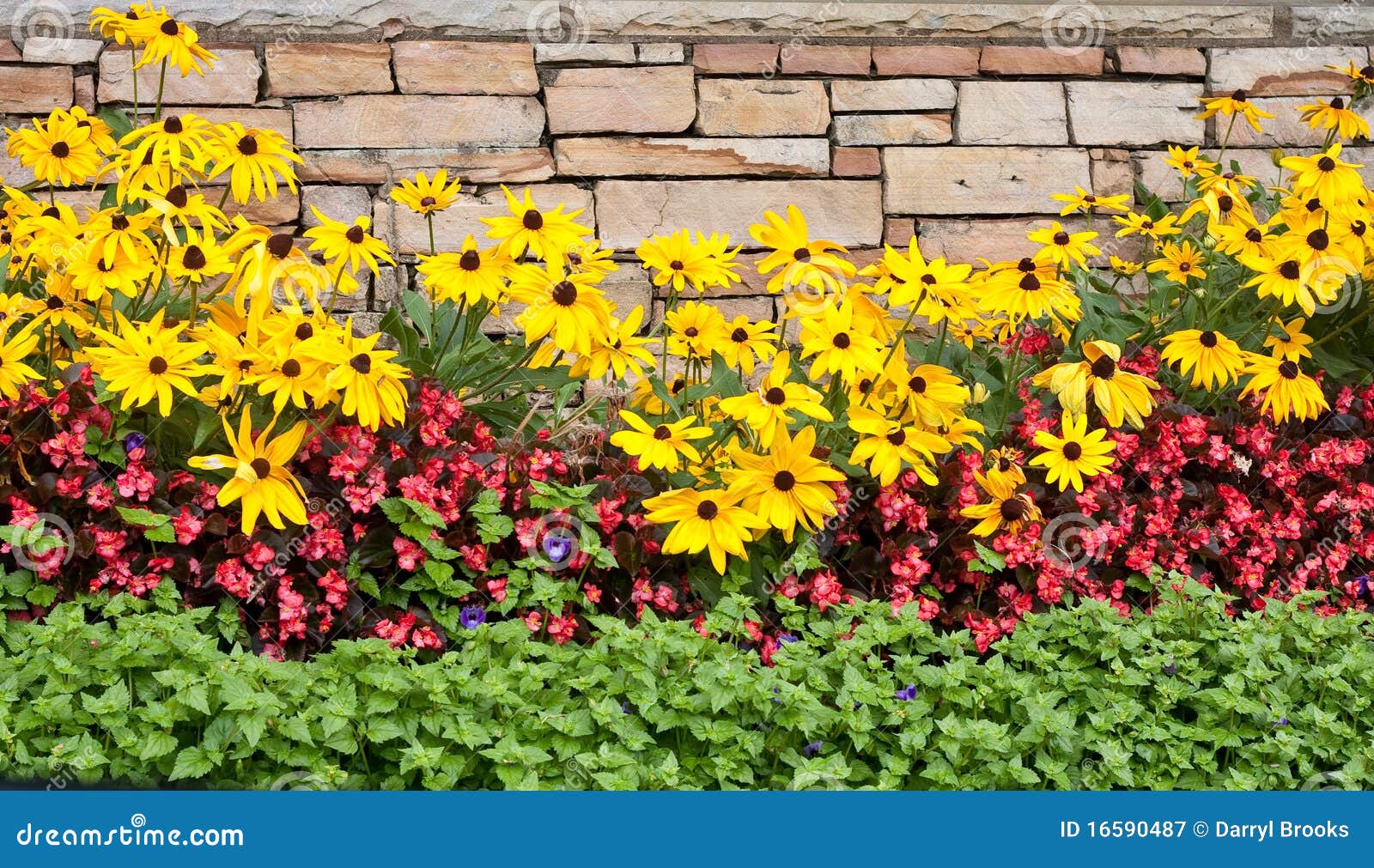 Daisies in Garden by Block Wall Stock Image Image of stone, flower