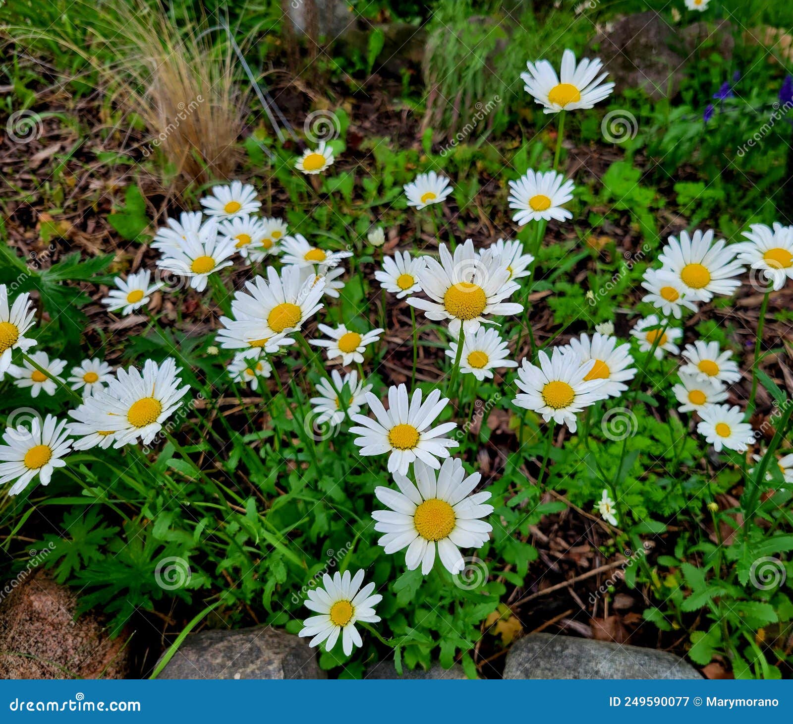 Daisies in garden stock image. Image of flora, english 249590077