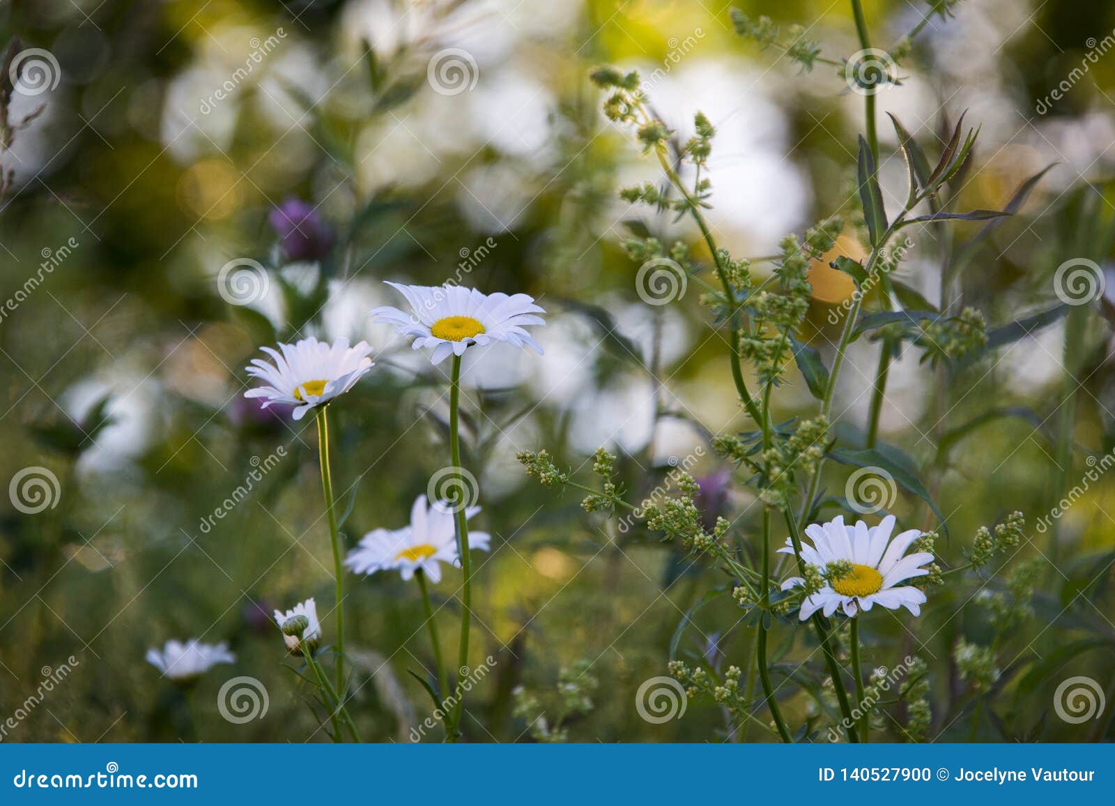Daisies in the Glowing Sunset Stock Photo Image of natural, allergies
