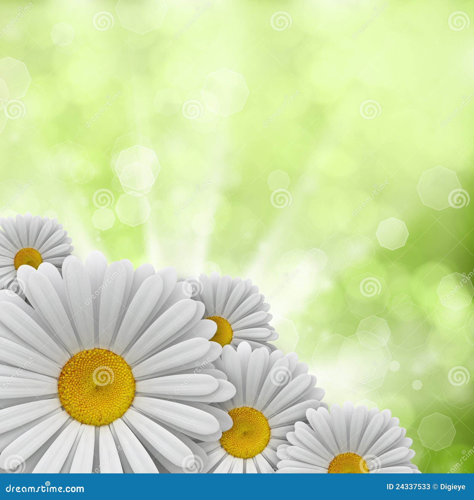 Daisies on Green Background Stock Image Image of easter, farm 24337533