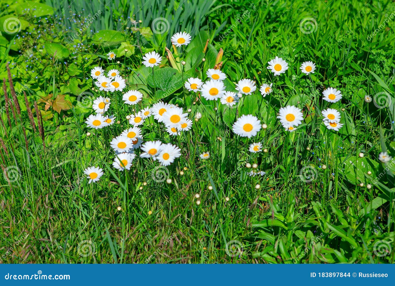 Daisies in green grass stock photo. Image of beauty 183897844