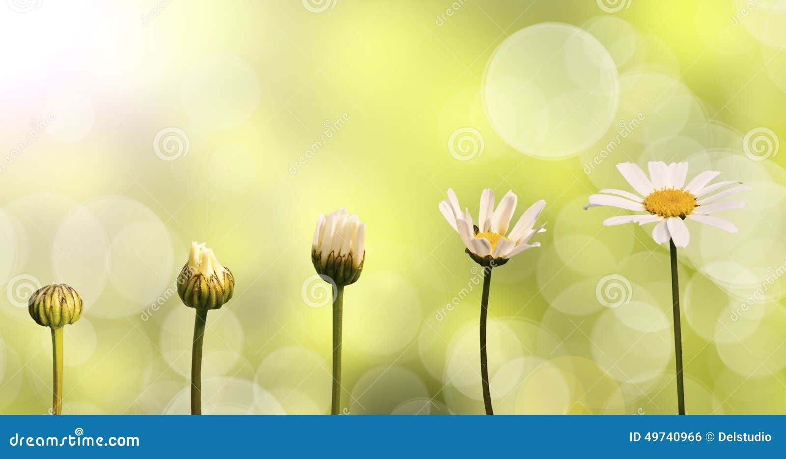 Daisies on Green Nature Background Stock Photo Image of birth