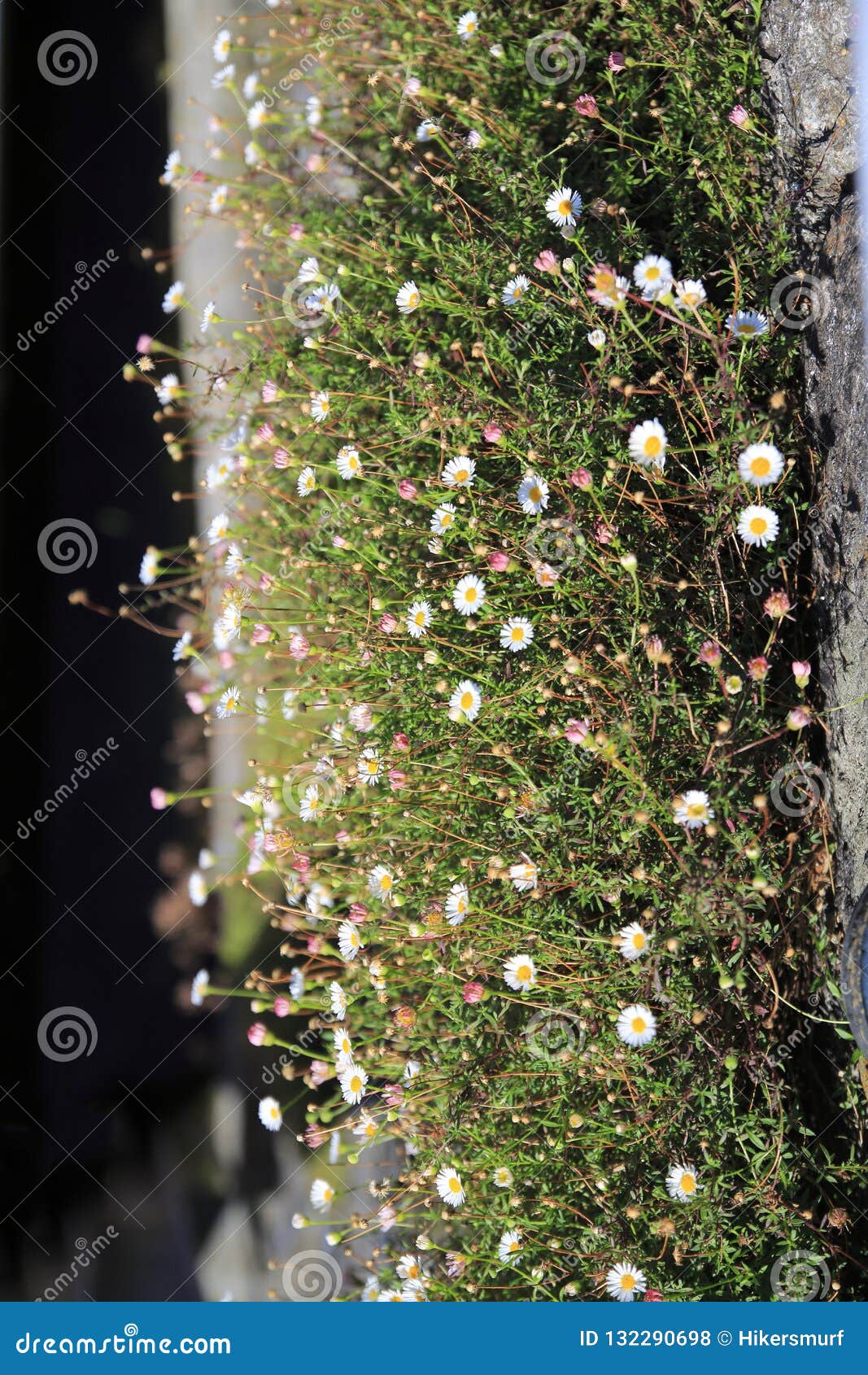 Daisies Grow Tall on a Small Meadow on Wall Stock Photo Image of