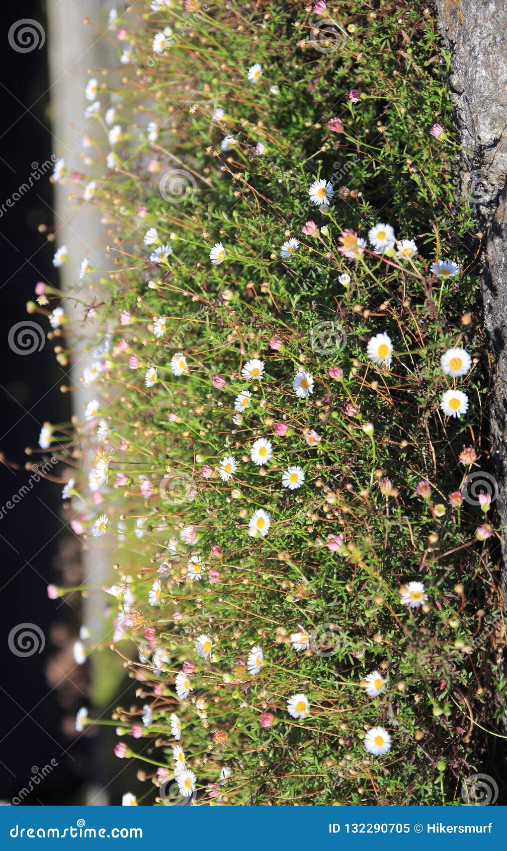 Daisies Grow Tall on a Small Meadow on Wall Stock Image Image of