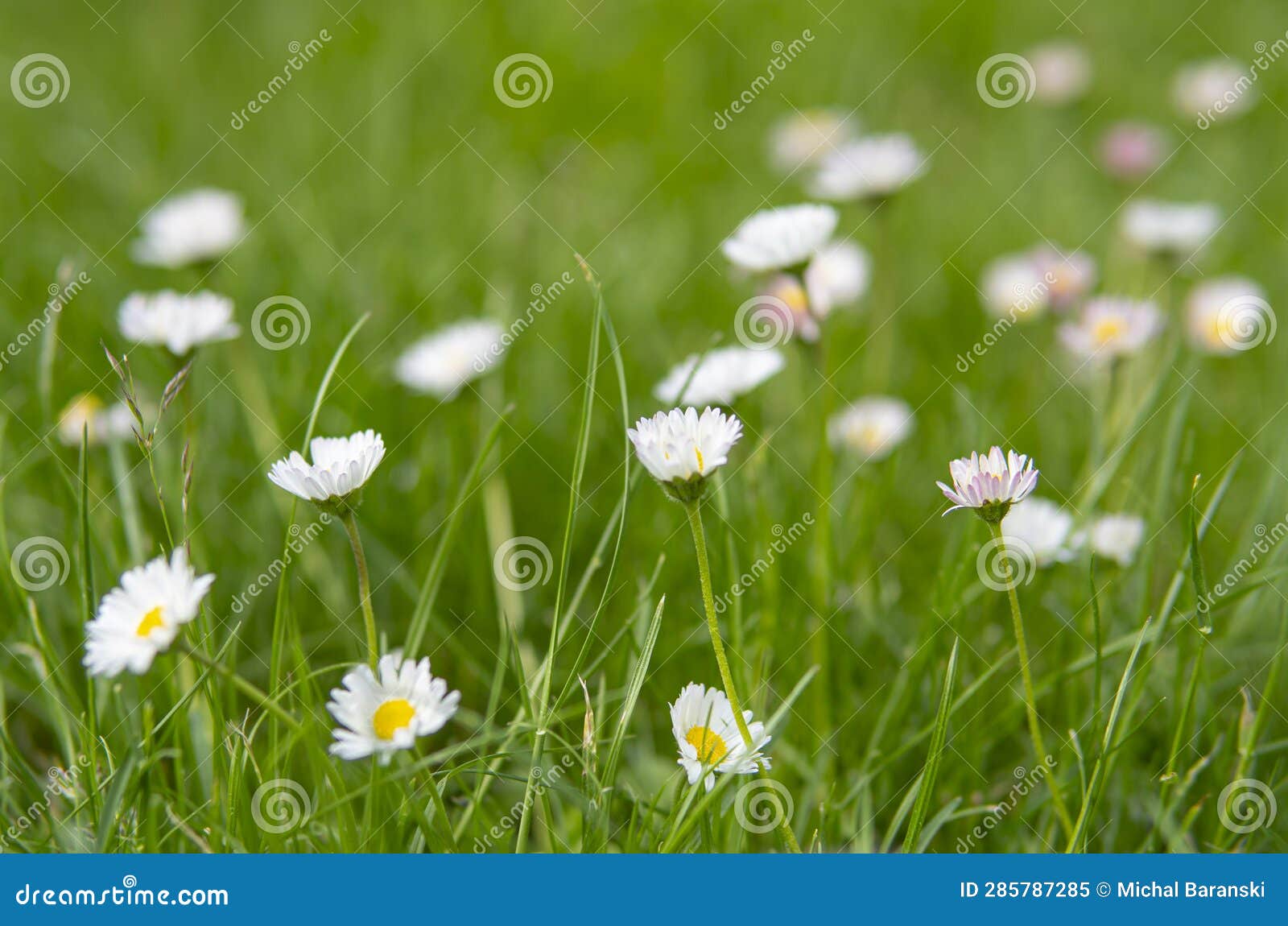 Daisies Growing in a Green Grass on a Lawn Stock Image Image of grow