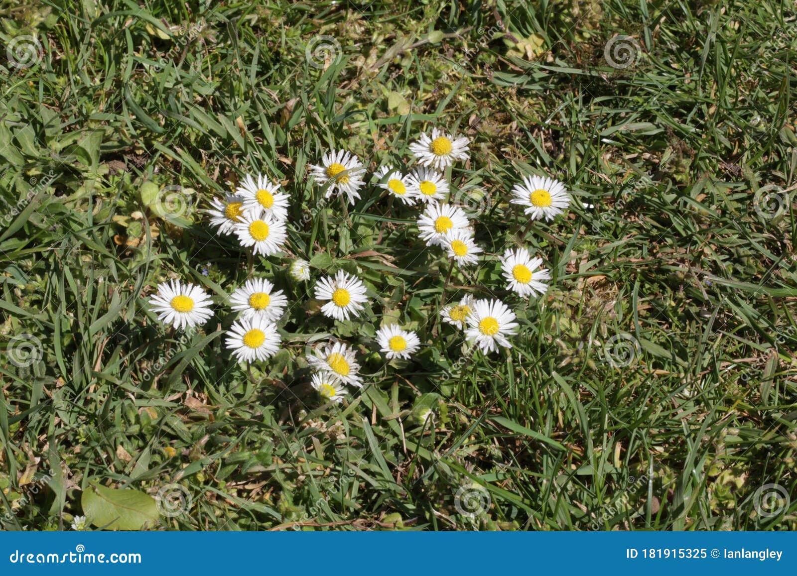 Daisies growing in a lawn stock image. Image of natural 181915325