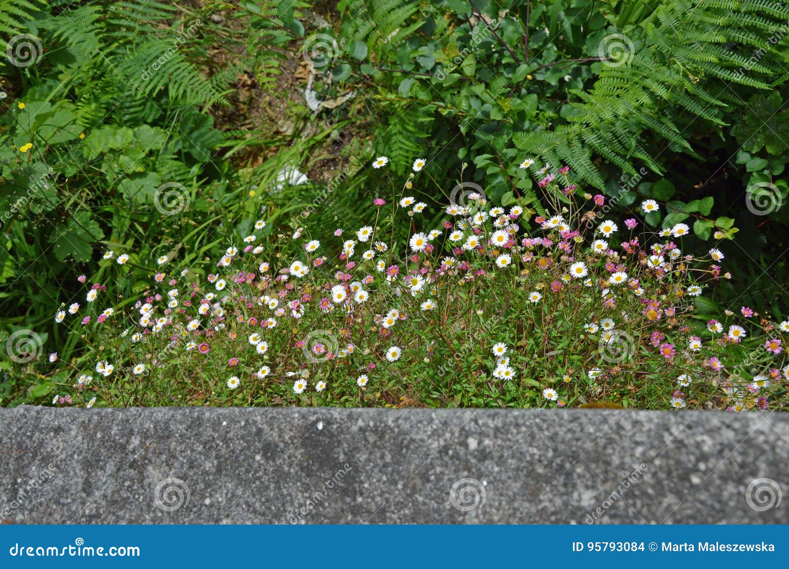 Daisies Growing on the Side of the Wall Stock Photo Image of edge
