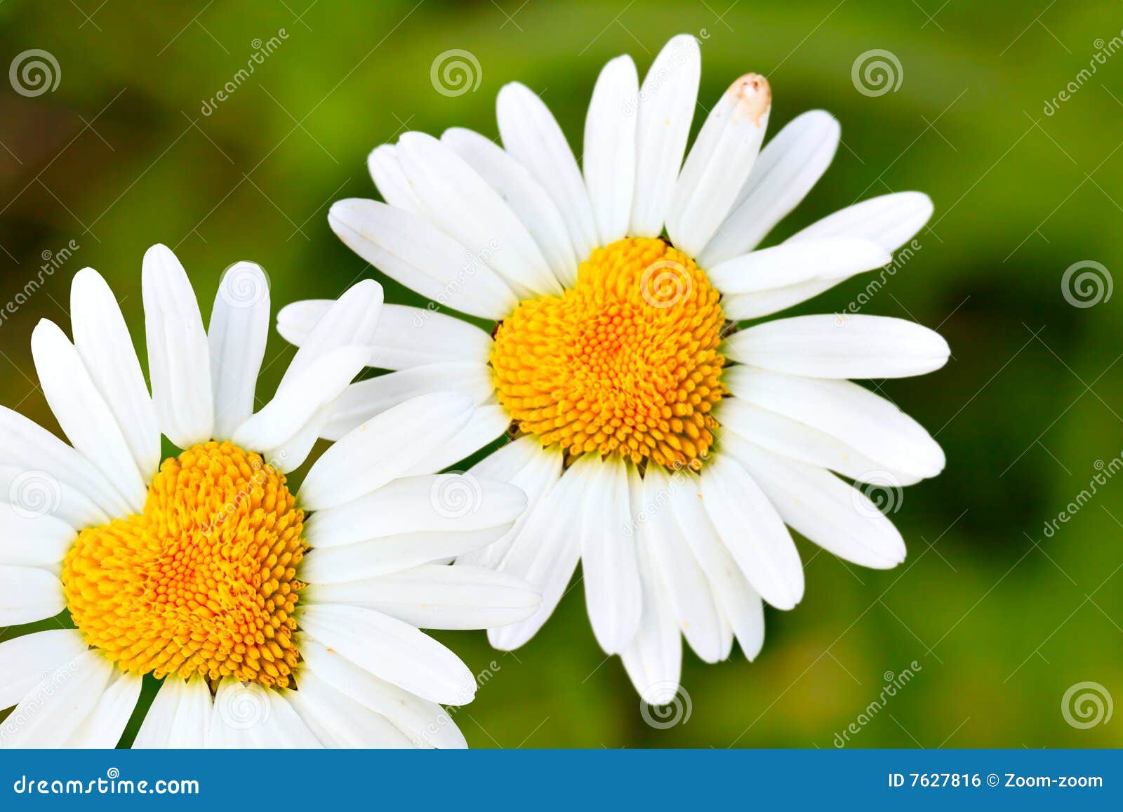 Daisies with heart stock photo. Image of card, camomile 7627816