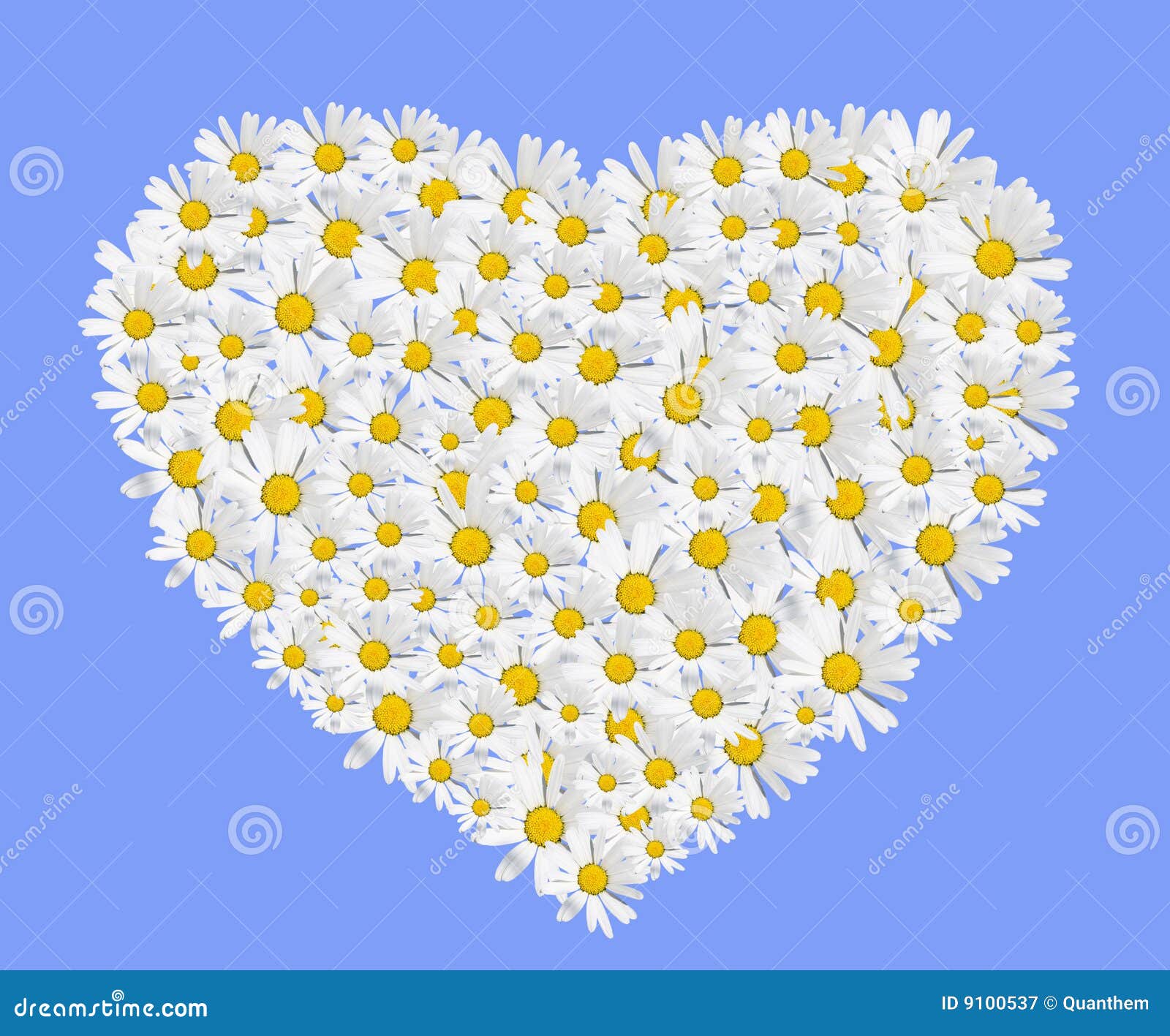 Daisies heart stock illustration. Illustration of love 9100537