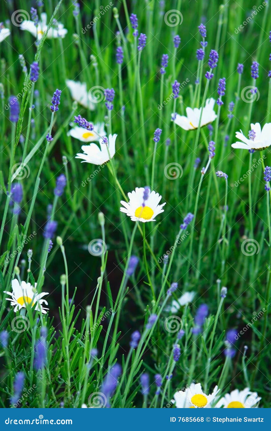 Daisies and lavender stock photo. Image of daisies, flowers 7685668
