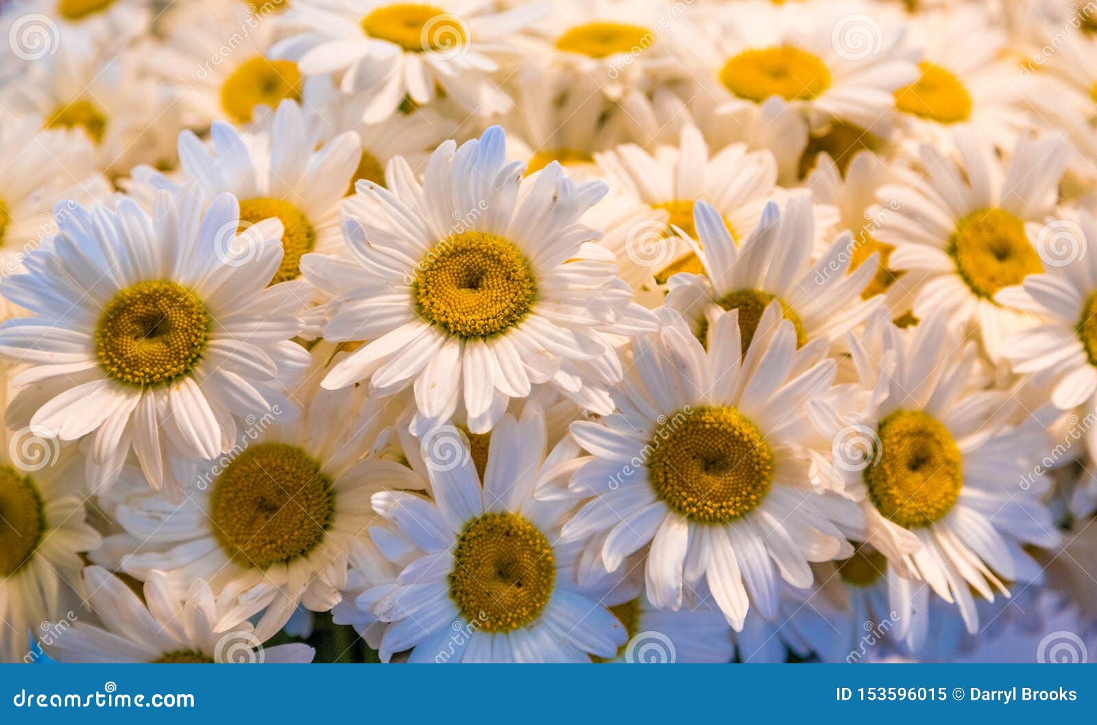 Daisies in Market stock image. Image of fresh, beauty 153596015